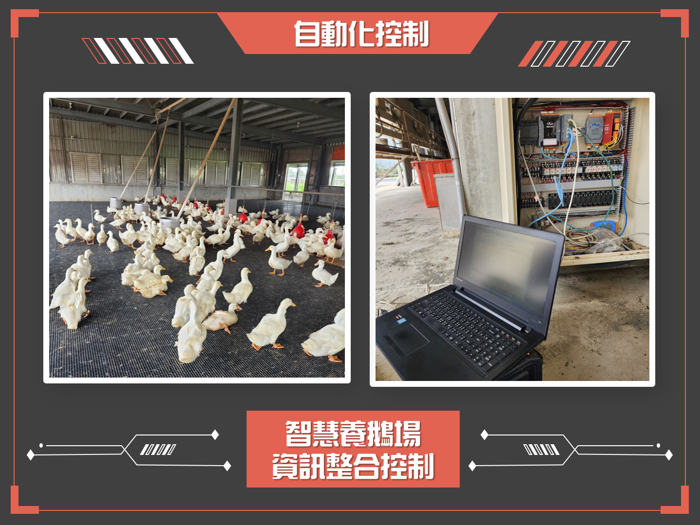 智慧養鵝場資訊整合控制